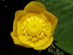 Stulík žlutý (Nuphar lutea  (L.) Sm.)