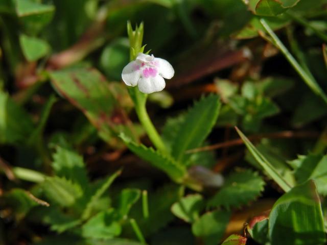 Lindernia ciliata (Colsmann) Pennell