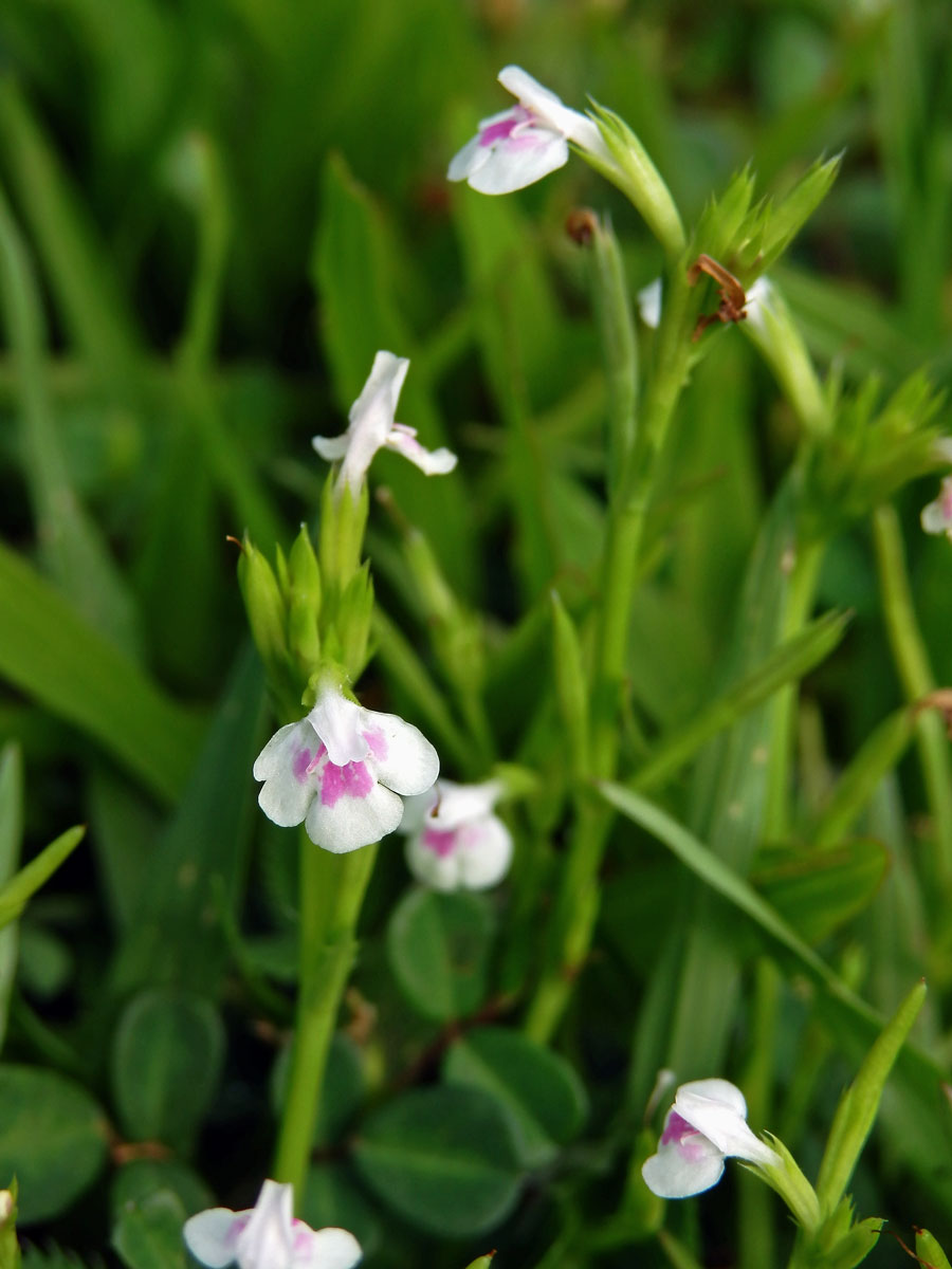 Lindernia ciliata (Colsmann) Pennell