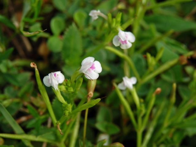 Lindernia ciliata (Colsmann) Pennell