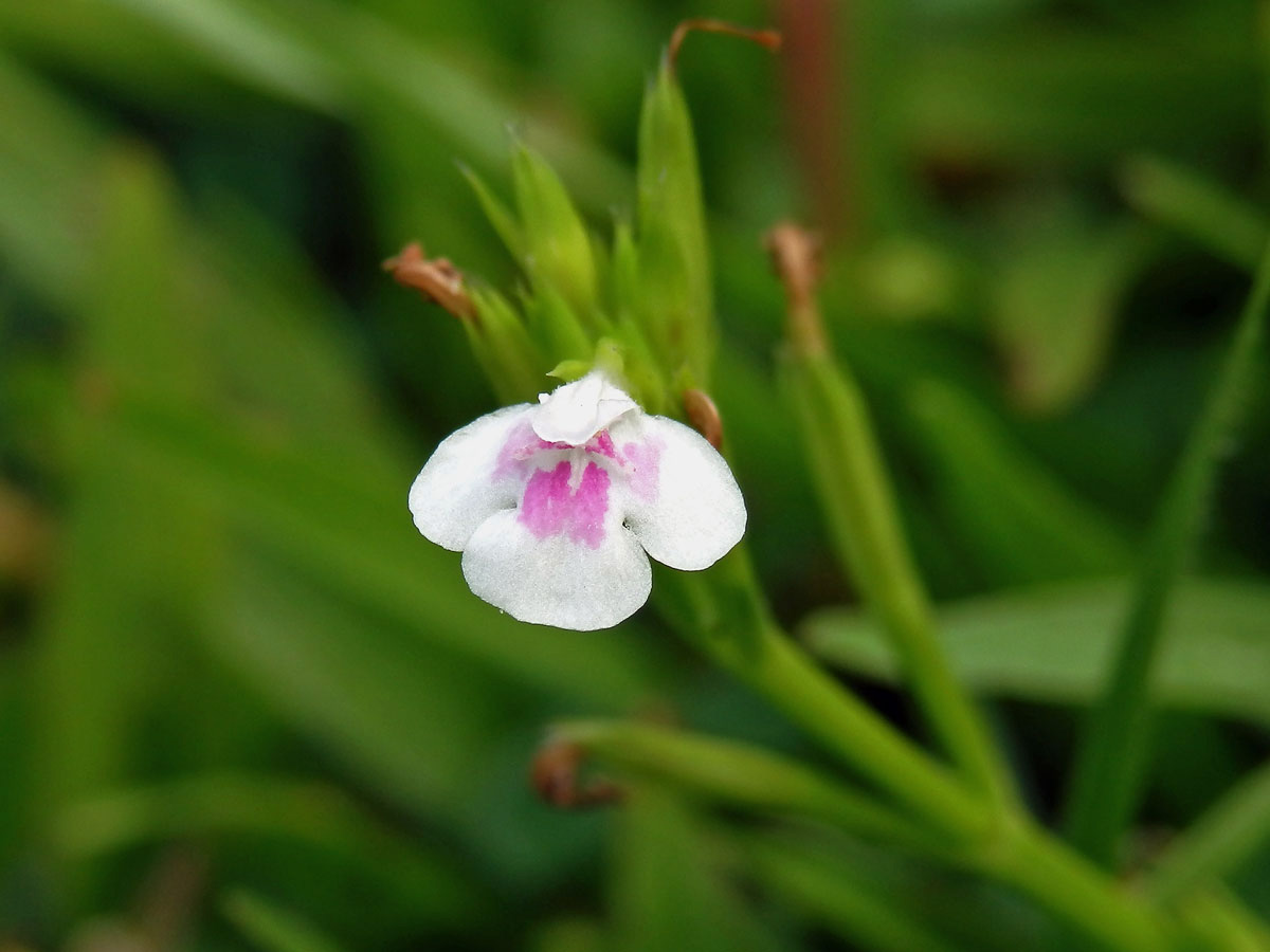 Lindernia ciliata (Colsmann) Pennell