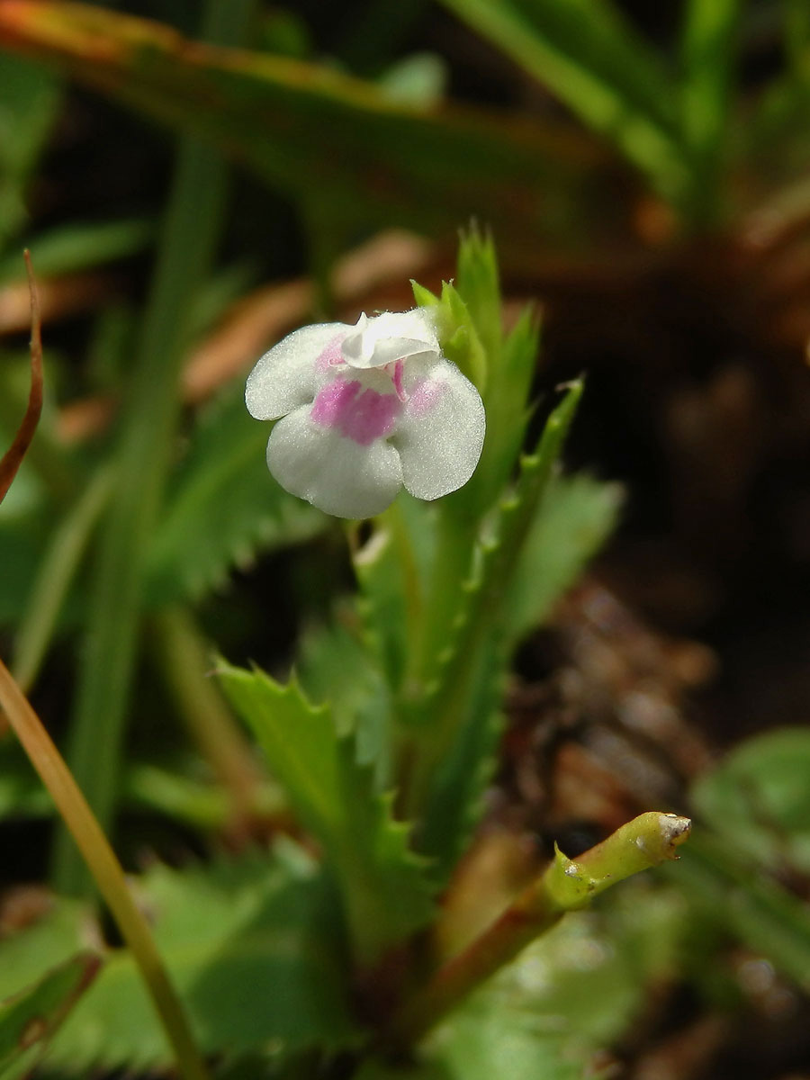 Lindernia ciliata (Colsmann) Pennell