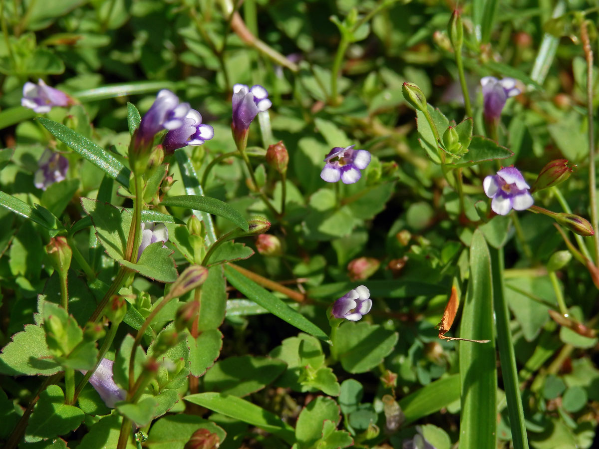 Lindernia crustacea (L.) F. Muell