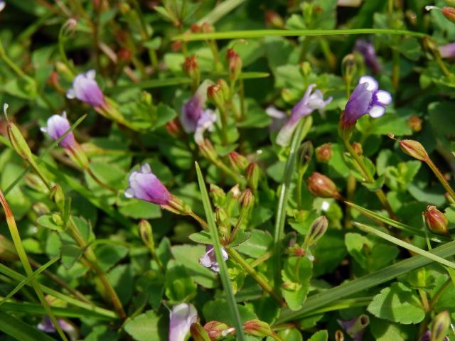 Lindernia crustacea (L.) F. Muell