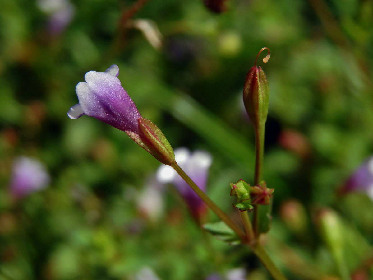 Lindernia crustacea (L.) F. Muell