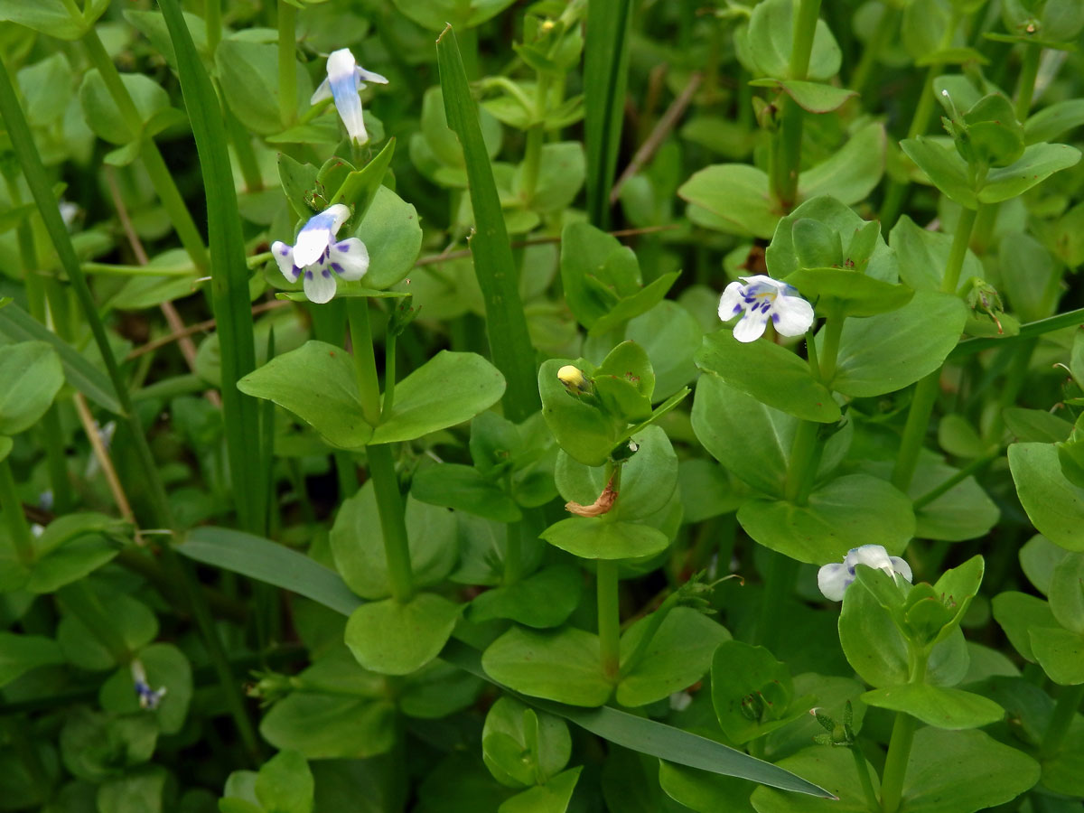 Lindernia rotundifolia (L.) Alston