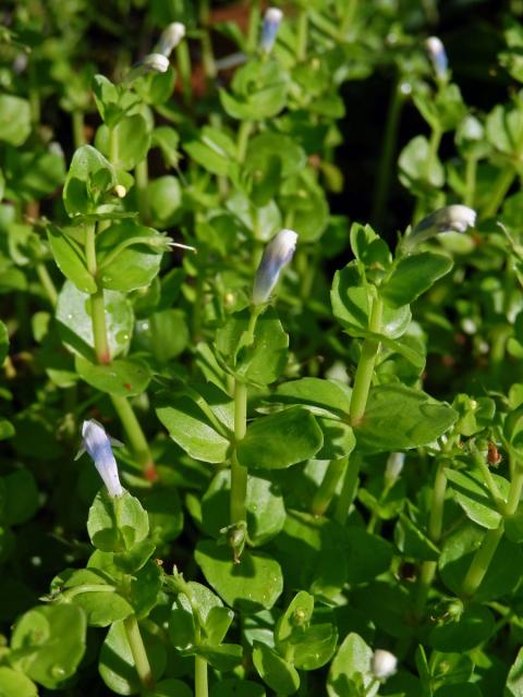 Lindernia rotundifolia (L.) Alston