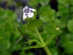 Lindernia rotundifolia (L.) Alston