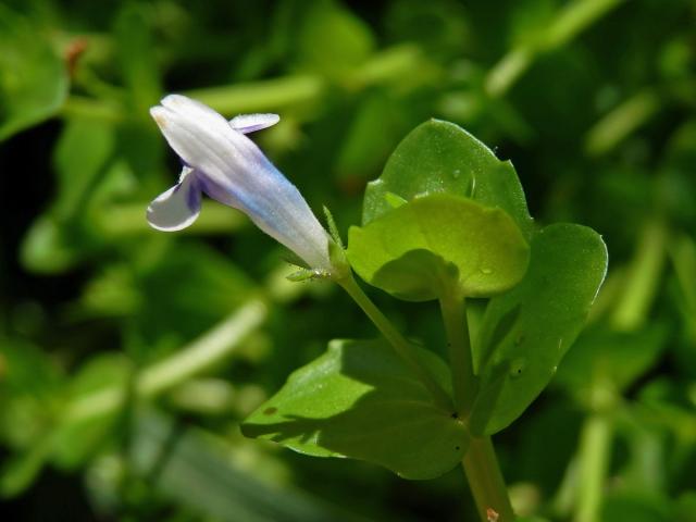 Lindernia rotundifolia (L.) Alston