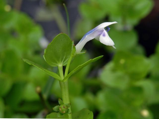 Lindernia rotundifolia (L.) Alston