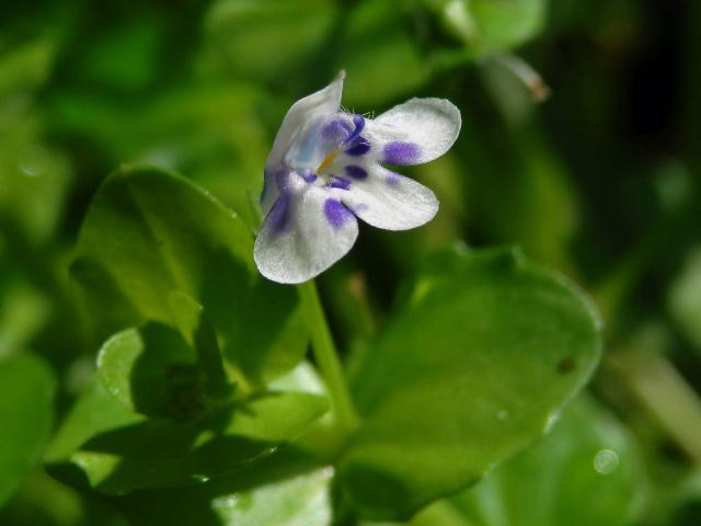 Lindernia rotundifolia (L.) Alston