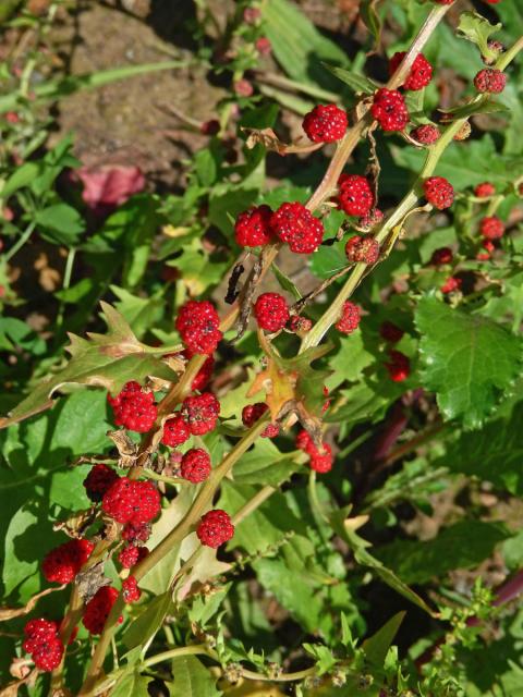 Merlík (Chenopodium foliosum (Moench.) Asch.)