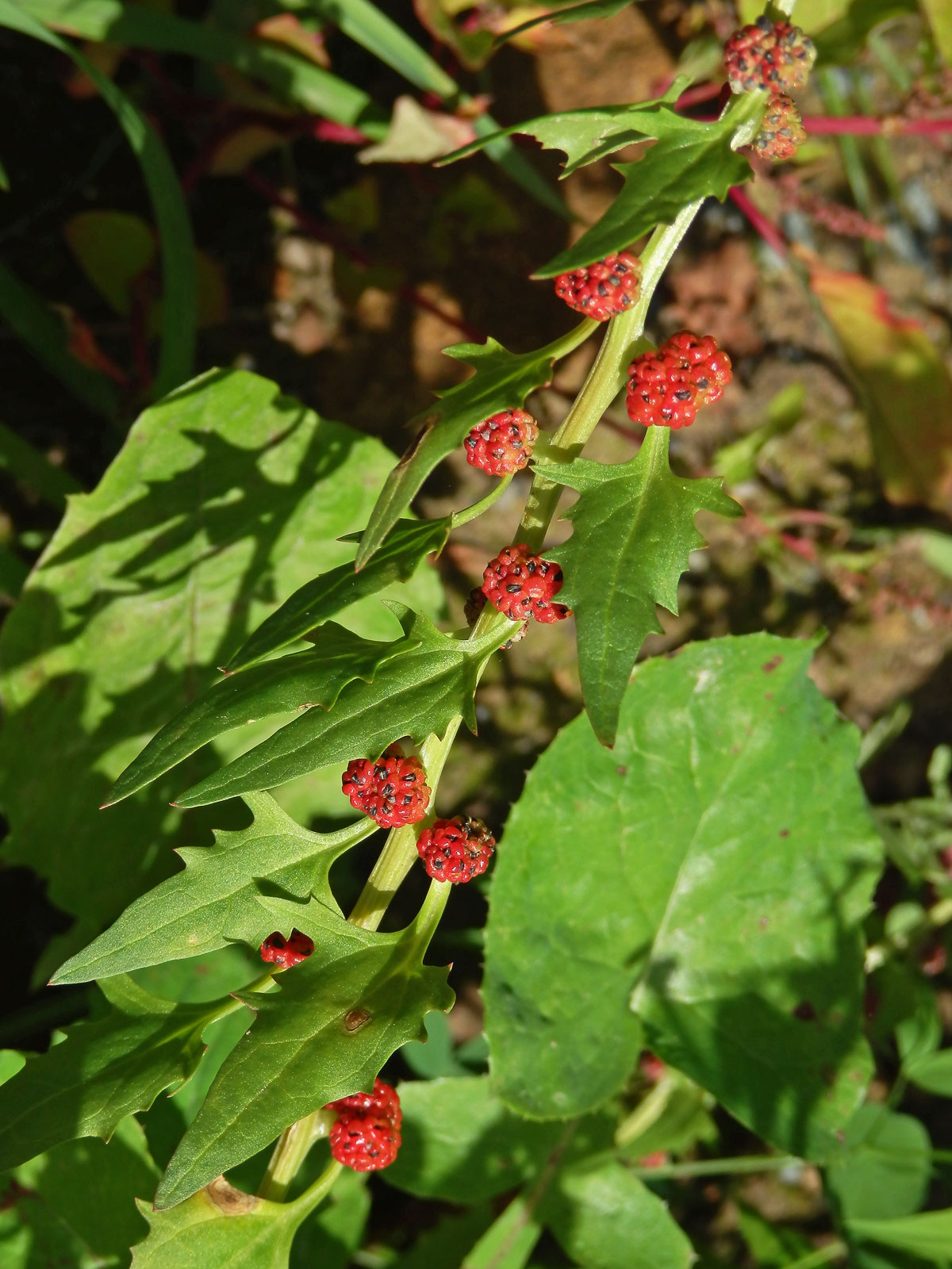 Merlík (Chenopodium foliosum (Moench.) Asch.)