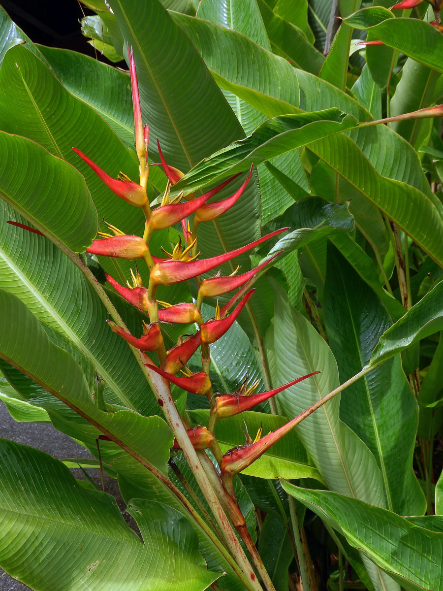 Heliconia stricta Huber