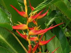 Heliconia stricta Huber