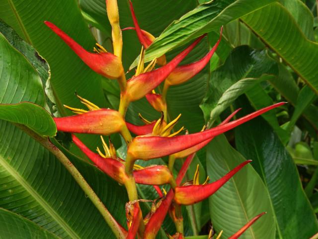 Heliconia stricta Huber