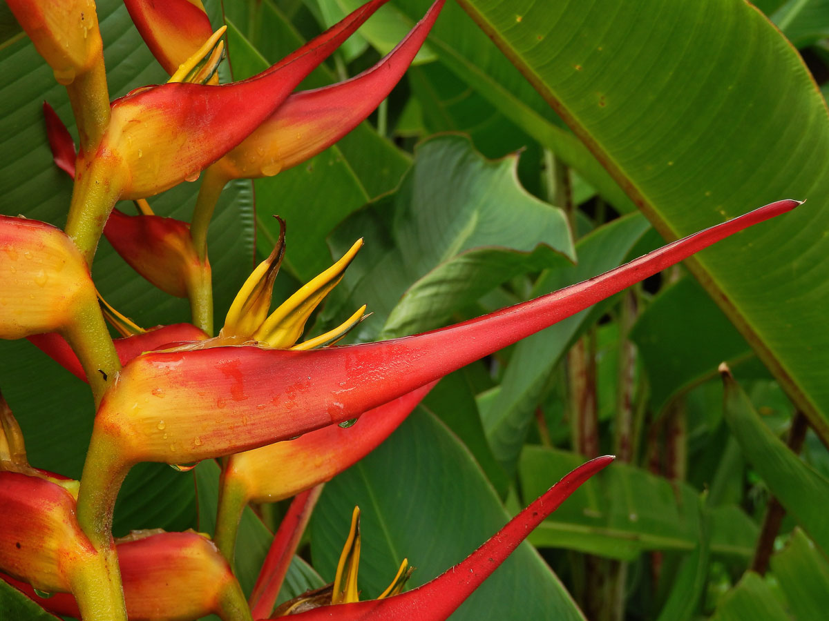 Heliconia stricta Huber