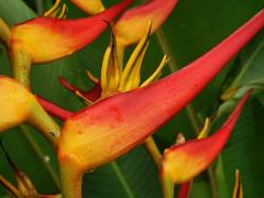 Heliconia stricta Huber