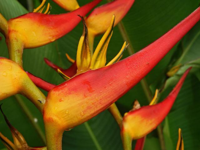 Heliconia stricta Huber