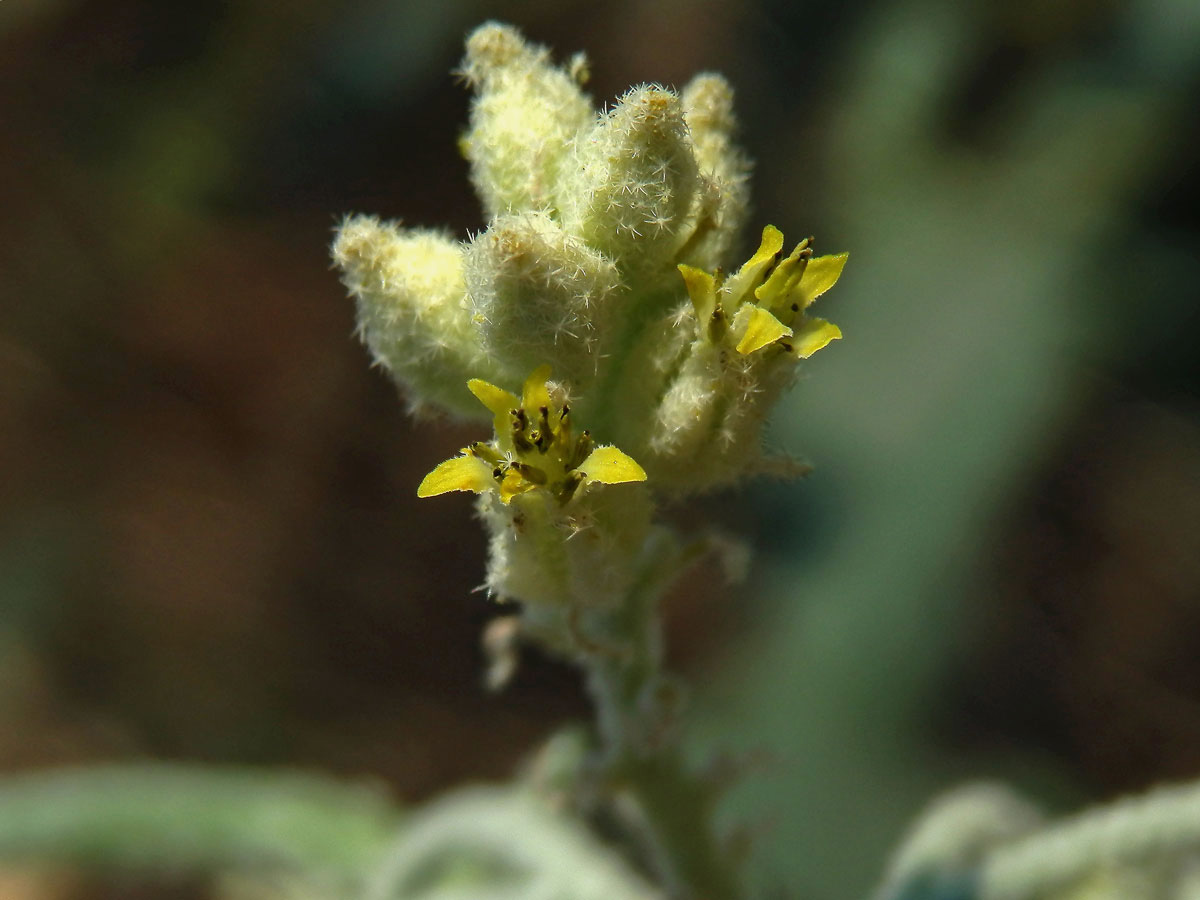 Chrozophora obliqua (Vahl) A. Juss. ex Spreng.