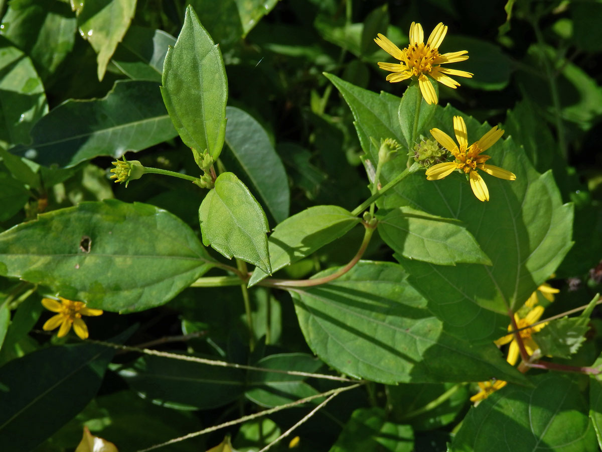 Melanthera biflora (L.) Wild