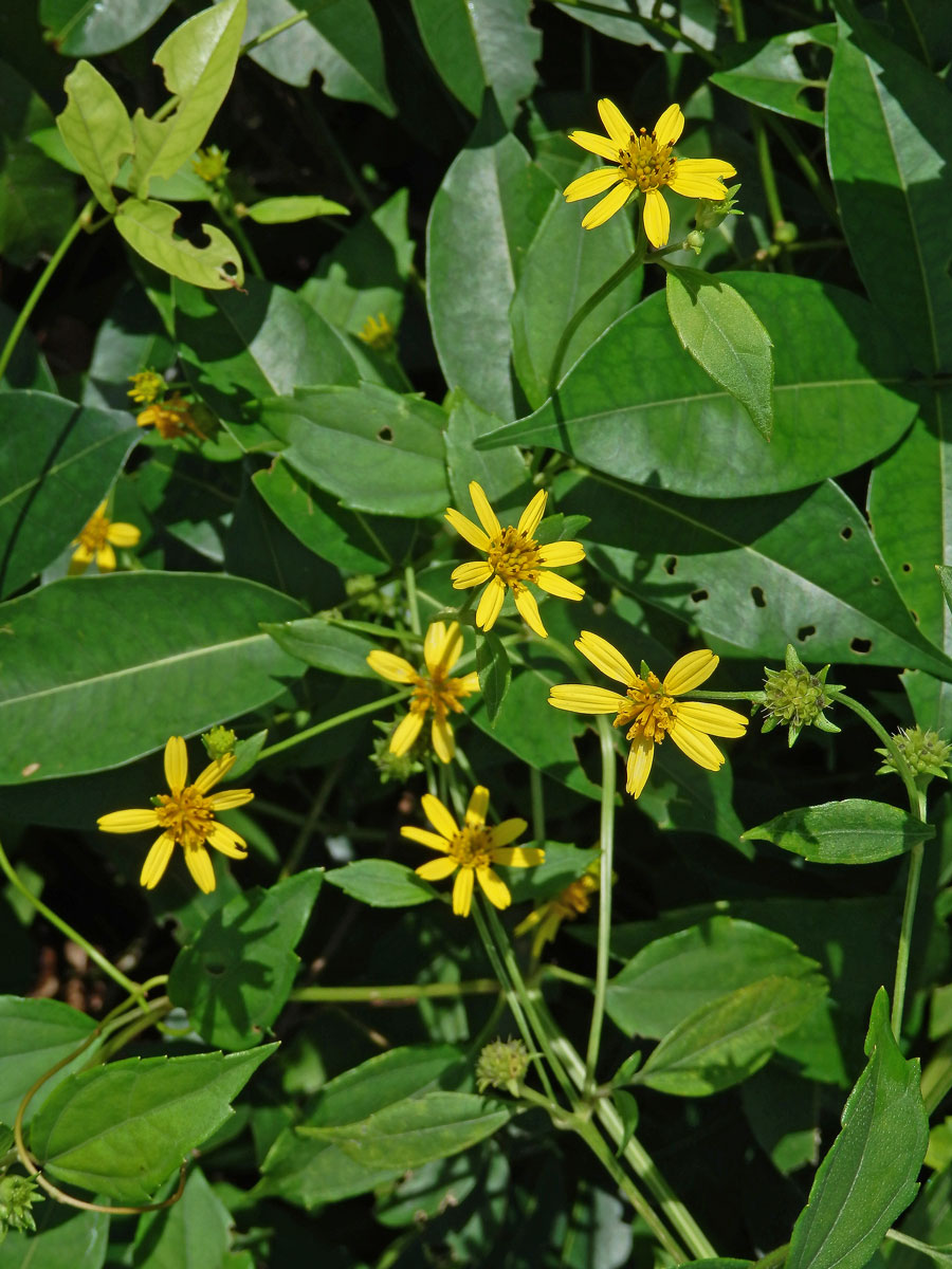 Melanthera biflora (L.) Wild