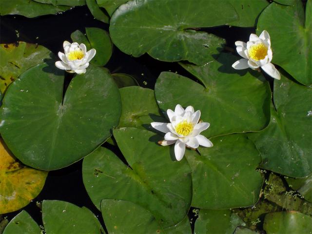 Leknín bílý (Nymphaea alba L.)