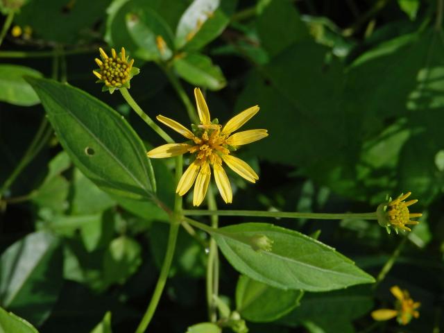 Melanthera biflora (L.) Wild