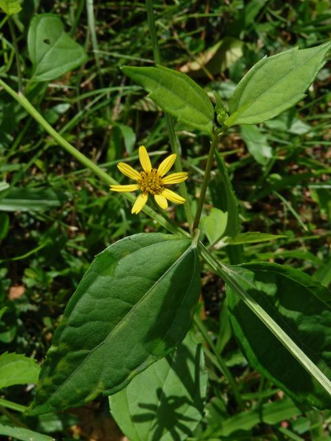 Melanthera biflora (L.) Wild