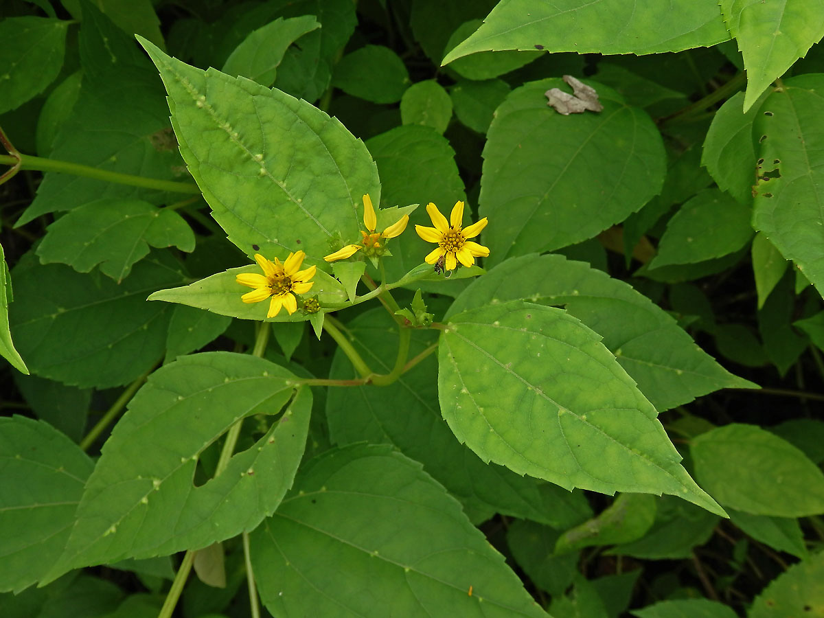 Melanthera biflora (L.) Wild