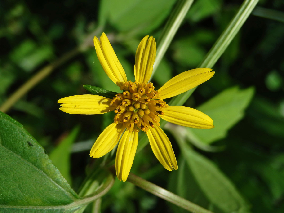 Melanthera biflora (L.) Wild