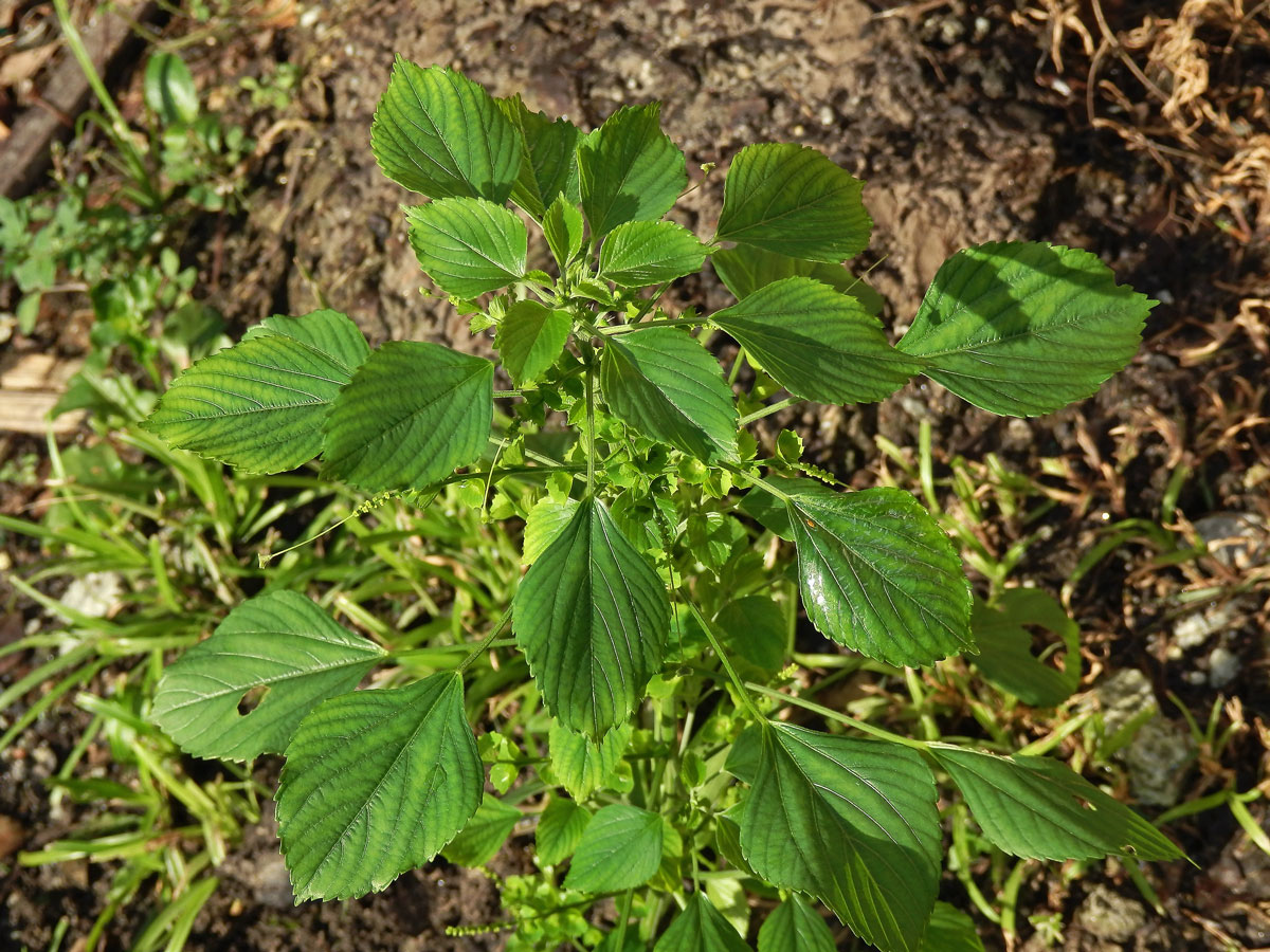 Acalypha indica L.