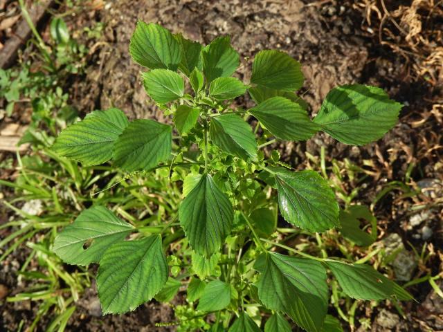 Acalypha indica L.