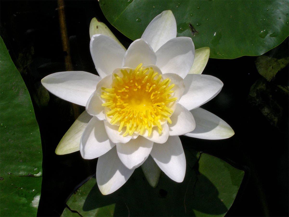 Leknín bílý (Nymphaea alba L.)