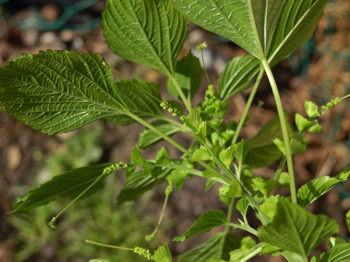 Acalypha indica L.