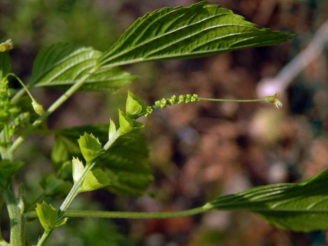 Acalypha indica L.