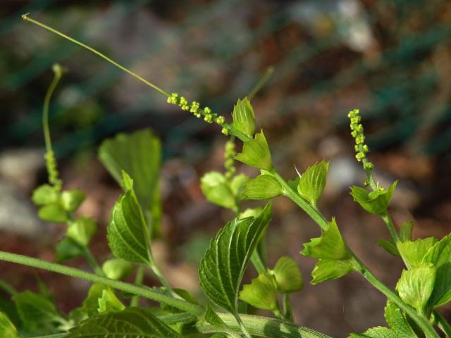 Acalypha indica L.