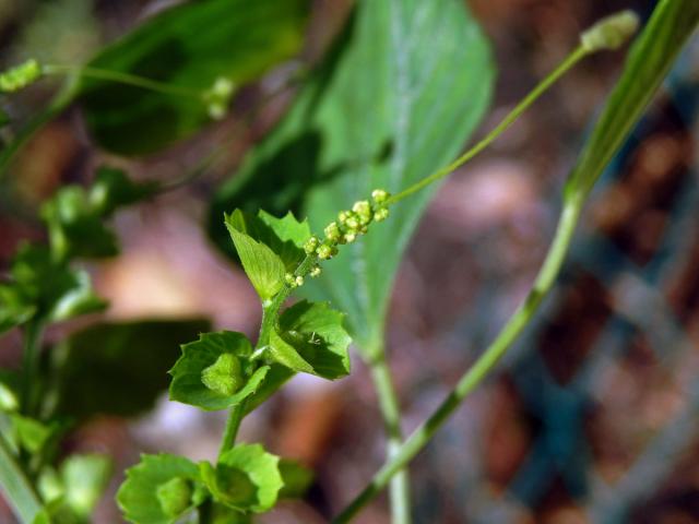 Acalypha indica L.