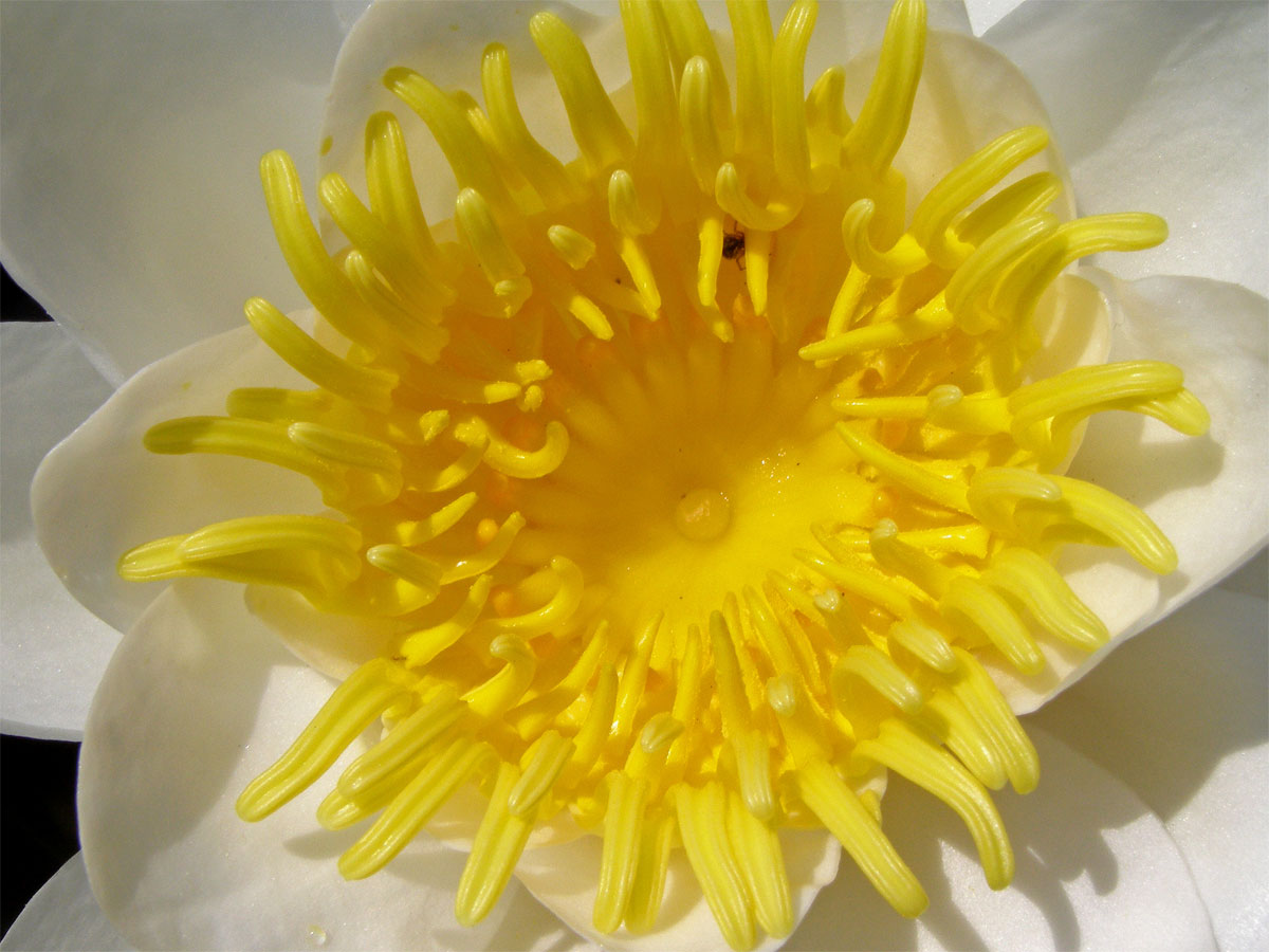 Leknín bílý (Nymphaea alba L.)