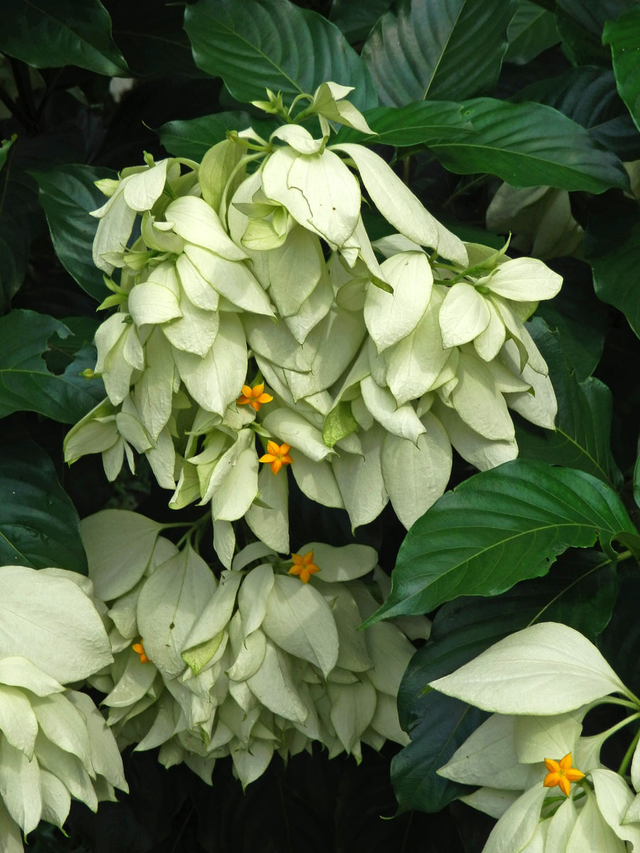 Mussaenda philippica A. Rich.