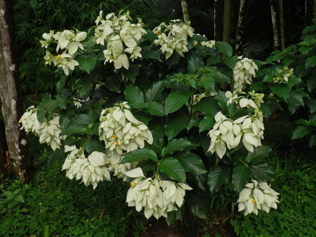 Mussaenda philippica A. Rich.