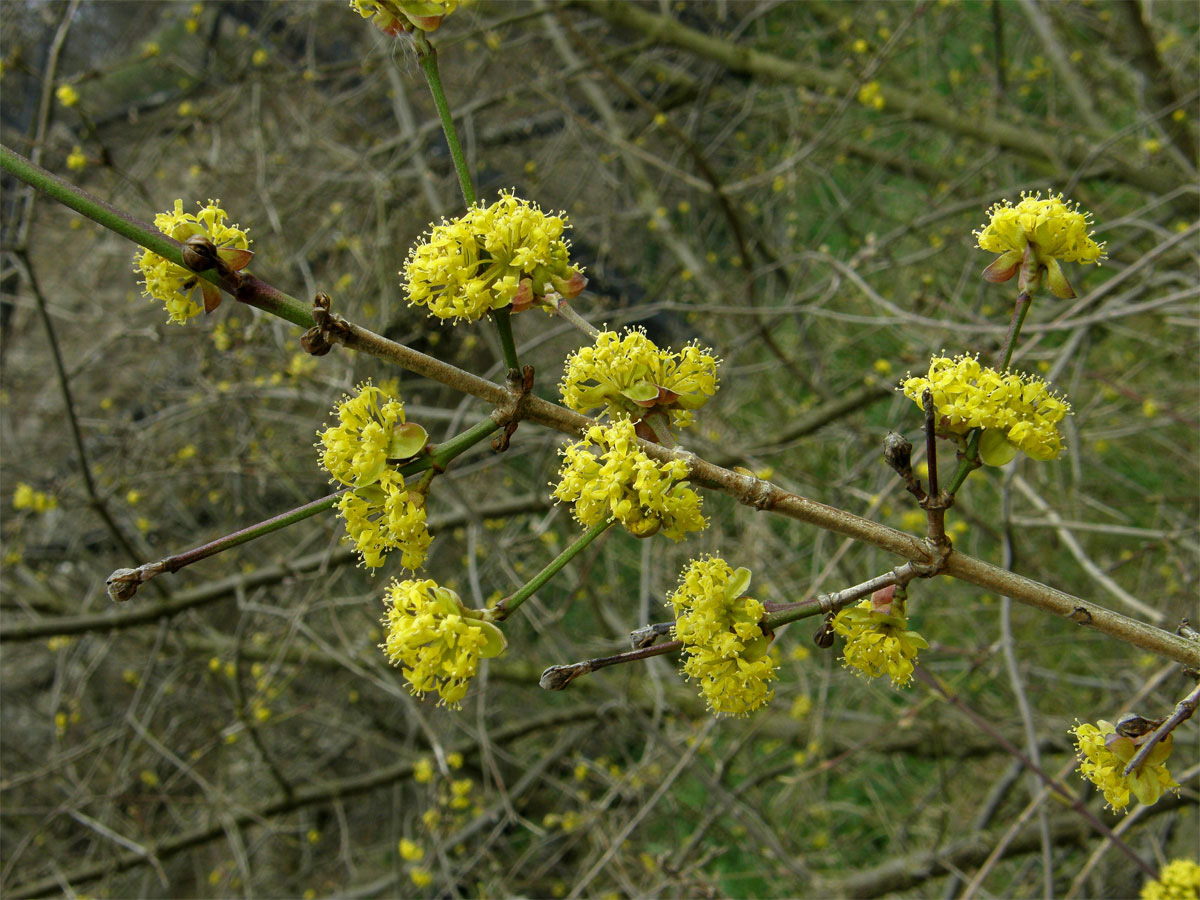 Dřín jarní (Cornus mas L.)