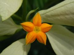 Mussaenda philippica A. Rich.