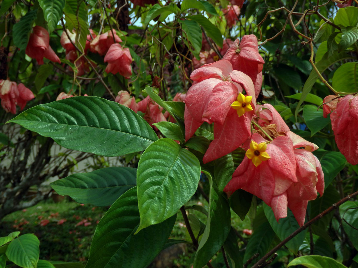 Mussaenda philippica A. Rich.