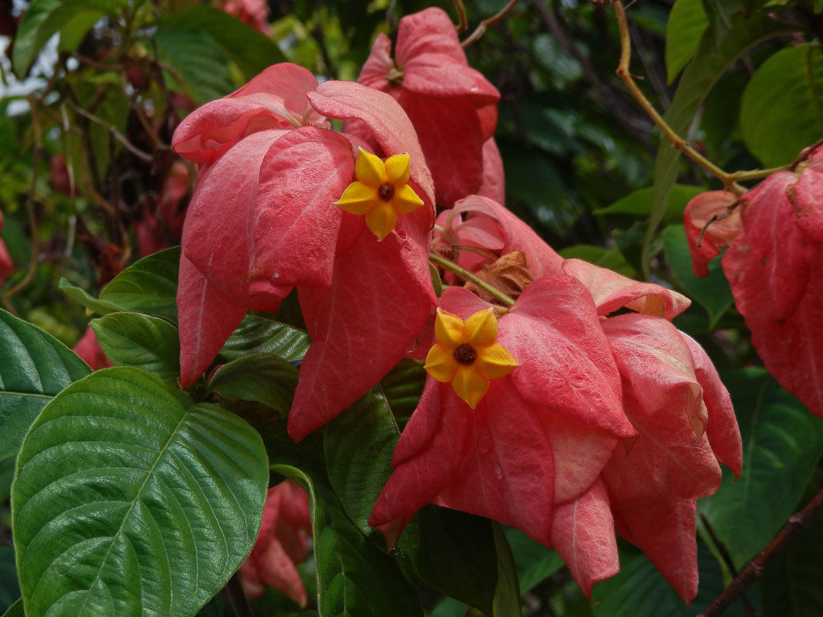 Mussaenda philippica A. Rich.