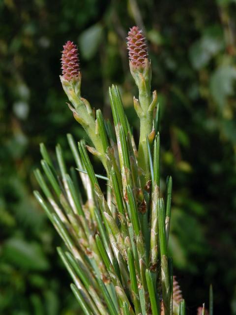 Borovice himalájská (Pinus griffithii Mc Clelland)