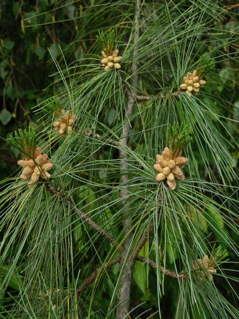 Borovice himalájská (Pinus griffithii Mc Clelland)