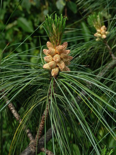 Borovice himalájská (Pinus griffithii Mc Clelland)