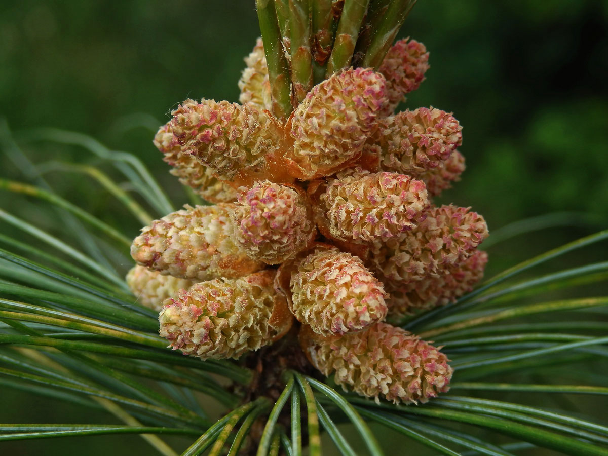 Borovice himalájská (Pinus griffithii Mc Clelland)