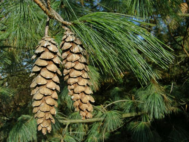 Borovice himalájská (Pinus griffithii Mc Clelland)